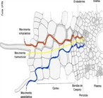 A gua penetra nas razes mais prontamente na poro apical radicular, que inclui a zona de plos absorventes. A movimentao da gua na raiz pode ter 3 vias: Apoplstica: por fora das clulas; Simplstica: entre a celula e a parde celular; Transcelular: entre as clulas. </br></br> Palavras-chave: raiz, sistema radicular, anatomia botnica..