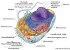 Célula animal é uma célula eucariótica ou seja, uma célula que apresenta o núcleo delimitado pela membrana (carioteca).  A célula animal (como toda a célula eucariótica) é delimitada pela membrana plasmática, ribossomo, citoplasma, mitocôndria e núcleo. <br /><br /> Palavras-chave: célula animal, citologia, sistemas biológicos. 