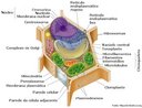 A célula vegetal é semelhante a célula animal mas contém algumas peculiaridades como a parede celular , vacúolos e os cloroplastos. <br /><br /> Palavras-chave: célula vegetal, sistemas biológicos, citologia.