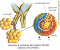 Recebe o nome de hematose pulmonar a troca gasosa que ocorre entre o sangue e o ar existente nos pulmes. Este processo tem por finalidade a manuteno do equilbrio cido bsico no organismo e  realizado por todos os vertebrados terrestres. <br /> Devido a esse processo, mediando o sistema respiratrio e o sistema circulatrio, o sangue venoso, concentrado em CO2 e convertido em sangue arterial rico em O2,  distribudo aos tecidos do organismo para provimento das reaes metablicas das clulas.  <br /><br /> Palavras-chave: hematose, troca gasosa, sangue arterial, sangue venoso, oxignio, gs carbnico.