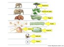 Corresponde aos conjuntos de estruturas que formam um ser vivo, tendo como unidade bsica, o tomo.<br /> <br /> Palavras-chave: ecologia, organismos, tecidos, molculas, tomos, sistemas.