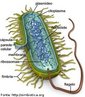 Procariontes são organismos unicelulares na sua vasta maioria e que não apresentam seu material genético delimitado por uma membrana. Estes seres não possuem nenhum tipo de compartimentalização interna por membranas, estando ausentes várias outras organelas, como as mitocôndrias, o Complexo de Golgi e o fuso mitótico. <br /><br /> Palavras-chave: células procariontes, citologia, sistemas biológicos.