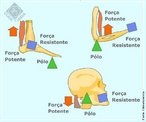 Os Msculos e os ossos juntamente com as articulao formam alavancas que nos permitem executar atividades corriqueiras como por exemplo levantar objetos, andar e mastigar. <br /><br /> Palavras-chave: maquina simples, alavanca, corpo humano.