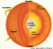 Esquema que representa as trs principais zonas no interior do Sol: centro ou ncleo, zona radiativa e zona conectiva. 