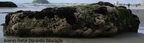 Rocha coberta de mariscos e algas, praia de Guaratuba/Pr. <br /><br /> Palavras-chave: rocha, mariscos, algas, biodiversidade.  
