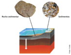 As rochas sedimentares podem ser consolidadas e no consolidadas, bem como os ambientes de sedimentao e de diagnese. Os sedimentos, precursores das rochas sedimentares, encontram-se na superfcie terrestre resultantes de fenmenos de meteorizao e eroso de rochas pr-existentes assim como de restos orgnicos. Assim so constitudos maioritariamente por areias, siltes e conchas de organismos. Estes primeiros, formam-se  medida que a meteorizao vai fragmentando as rochas da crosta, sendo posteriormente transportados pela eroso. <br /><br /> Palavras-chave: rocha sedimentar, intemperismo, fsseis, meteorizao, geologia.