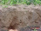 O solo arenoso contêm grande quantidade de areia, é pouco compacto e deixa passar água facilmente para as camadas mais profundas, pois, é muito permeável. Como não retêm água, é um solo seco e pouco fértil. <br /><br /> Palavras-chave: solo, areia, permeável.