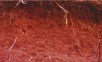 Os chamados solos argilosos contêm mais de 30% de argila. A argila é formada por grãos menores que os da areia. Além disso, esses grãos estão bem ligados entre si, retendo água e sais minerais em quantidade necessária para a fertilidade do solo e o crescimento das plantas. Mas se o solo tiver muita argila, pode ficar encharcado, cheio de poças após a chuva. A água em excesso nos poros do solo compromete a circulação de ar, e o desenvolvimento das plantas fica prejudicado. Quando está seco e compacto, sua porosidade diminui ainda mais, tornando-o duro e ainda menos arejado. <br /><br /> Palavras-chave: solo, argila, argiloso.