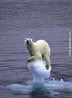 O aquecimento global fez o Ártico atingir em 2008 sua segunda menor extensão de gelo marinho já registrada, e colocou o urso polar na lista de espécies ameaçadas de extinção. <br /><br /> Palavras-chave: aquecimento global, urso polar, extinção, Ártico. 