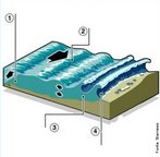 Formao da tsunami <br /> 1. A ruptura causada pelo tremor no leito do mar empurra a gua para cima, dando incio  onda. <br /> 2. A onda gigante se move nas profundezas do oceano em velocidade altssima. <br /> 3. Ao se aproximar da terra, a onda perde velocidade, mas fica mais alta. <br /> 4. Ela ento avana por terra, destruindo tudo em seu caminho. <br /><br /> Palavras-chave: tsunami, sismos, geologia, desastres naturais.