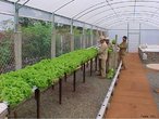 A hidroponia  a cincia de cultivar plantas sem solo, onde as razes recebem uma soluo nutritiva balanceada que contm gua e todos os nutrientes essenciais ao desenvolvimento da planta. Na hidroponia as razes podem estar suspensas em meio liquido (NFT) ou apoiadas em substrato inerte (areia lavada por exemplo). <br /><br /> Palavras-chave: hidroponia, gua, cultivo, planta, raz, soluo nutritiva.