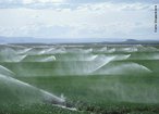 Irrigação é uma técnica utilizada na agricultura que tem por objetivo o fornecimento controlado de água para as plantas em quantidade suficiente e no momento certo, assegurando a produtividade e a sobrevivência da plantação. Complementa a precipitação natural, e em certos casos, enriquece o solo com a deposição de elementos fertilizantes. Na irrigação por aspersores a água cai no terreno de forma semelhante à chuva(é distribuída de modo uniforme). <br /><br /> Palavras-chave: irrigação, aspersores.