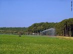 O sistema consiste basicamente de uma tubulao onde so instalados os aspersores. A tubulao que recebe a gua de um dispositivo central sob presso, chamado de ponto do piv, se apoia em torres metlicas triangulares, montadas sobre rodas, geralmente com pneu. As torres movem-se continuamente acionadas por dispositivos eltricos ou hidrulicos, descrevendo movimentos concntricos ao redor do ponto do piv. <br /><br /> Palavras-chave: irrigao, piv.